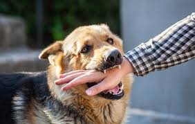Dog Bite