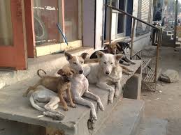 Maneka Gandhi Slams Supreme Court's Order on Stray Dogs, Calls it 'Impractical and Unviable'